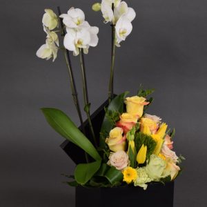 Aranjament Phalaenopsis (Mix 3)