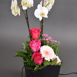 Phalaenopsis + mix de flori 1 în cutie neagra Siati