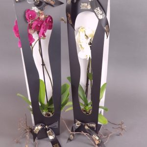 Orhidee Phalaenopsis în cutie neagra