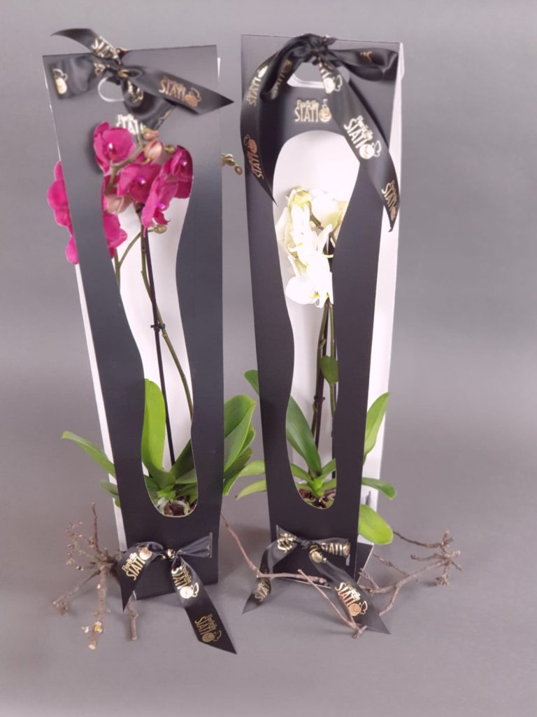 Orhidee Phalaenopsis în cutie neagra