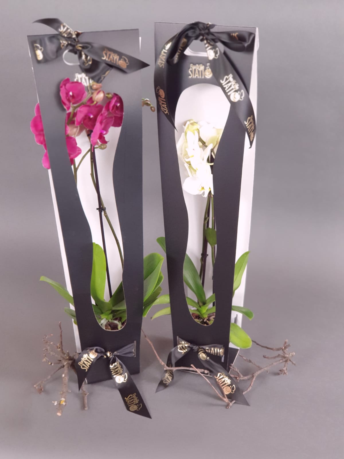 Orhidee Phalaenopsis în cutie neagra